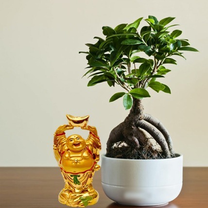 Laughing Buddha And Bonsai Plant