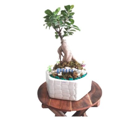 Bonsai Plant With Pot