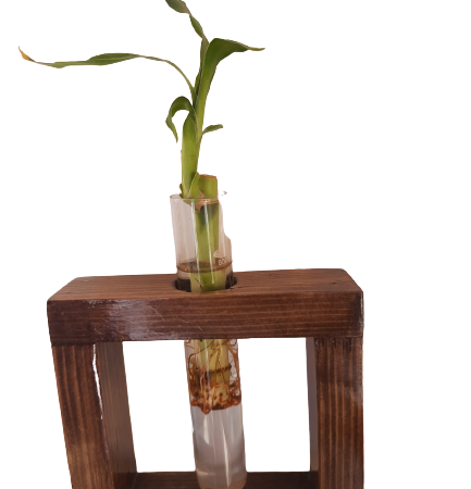 Wooden-tube-plant