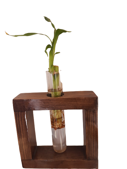 Wooden-tube-plant