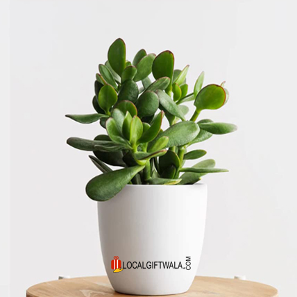 carsula plant with white pot